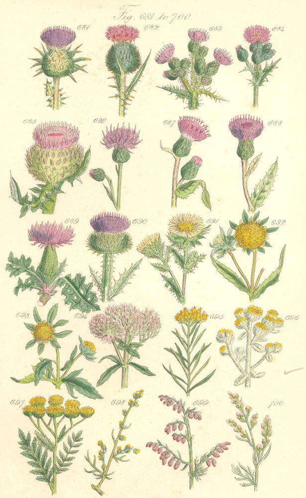 THISTLES. Milk Spear Marsh Cmn Woolly-headed Plume Cotton Carline. SOWERBY 1890